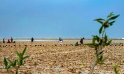 اهدا بیش از پنج هزار اصله نهال حرا به محیط زیست استان بوشهر