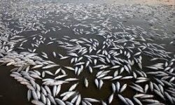 علت تلف شدن ماهی گونه ساردین در ساحل گناوه در دست بررسی است‌‌‌