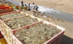 سلامت میگوهای پرورشی بوشهر تایید شد