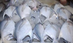 صید ماهی حلوا سفید در آب‌های استان بوشهر ممنوع می‌شود