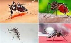 گسترش محدوده پشه آئدس در‌ استان بوشهر‌/ شناسایی ۴ بیمار