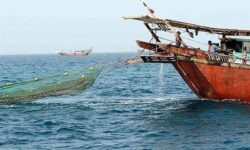 صید میگو در استان بوشهر از ۱۳ مردادماه آغاز می‌شود