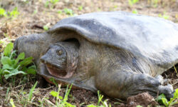 چینی ها به لاکپشت ایرانی رحم نمی‌کنند! سوپ لاک‌پشت به قیمت انقراض جانور نادر ایران تمام می‌شود