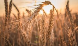 گندم‌کاران بوشهر مطالباتشان را دریافت کردند