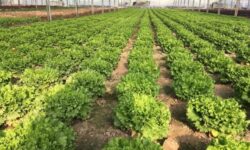 الگوی کشت در استان بوشهر امسال تغییر می‌کند