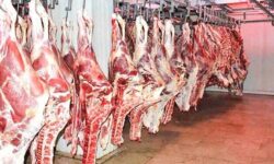 مافیا به دنبال گران کردن گوشت قرمز است؟