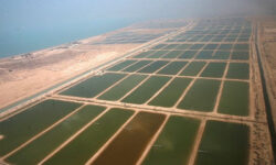 برداشت ۲۲۰۰ تن میگو پرورشی در بوشهر