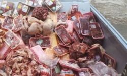 ۳۲ تن فرآورده غیربهداشتی دام در بوشهر معدوم شد