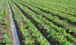کشت چغندر قند در ۳۷۰ هکتار از زمین‌های استان بوشهر