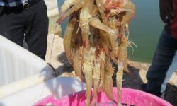 قطب پرورش میگوی کشور اسیر بحران شد؛ ورود بیماری و کاهش تولید