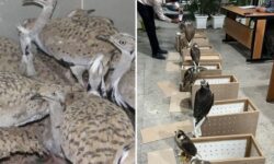 کشف ۴۴ قطعه پرنده کمیاب در استان بوشهر