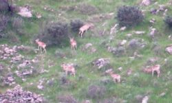 افزایش ۱۲ درصدی جمعیت حیات وحش بوشهر