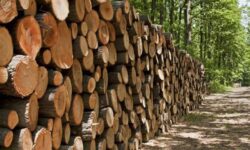 بیش از ۳ هزار مترمکعب چوب قاچاق در بوشهر کشف شد