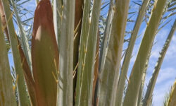 گل دهی خارج از فصل درختان خرما در استان بوشهر