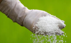 کشاورزان بدون هیچگونه تعللی نسبت به مصرف کود سرک اوره و سولفات آمونیوم همزمان اقدام کنند