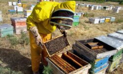 انتخاب بوشهر به‌عنوان قطب تولید عسل کنار در کشور