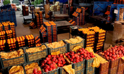 توزیع میوه تنطیم بازار از ۲۵ اسفند