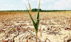 خسارت به ۸۰ درصد مزارع گندم دیم استان بوشهر