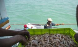 تولید میگوی پرورشی بوشهر به علت بیماری نصف شد