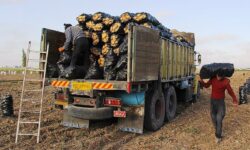 وعدههای وزارت جهاد کشاورزی بی اساس از آب درآمد/ نایابی دوباره سیب زمینی در میادین تره بار