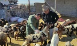 هشدار دامپزشکی بوشهر درباره شیوع تب کریمه کنگو