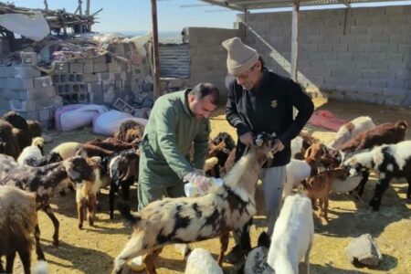 هشدار دامپزشکی بوشهر درباره شیوع تب کریمه کنگو