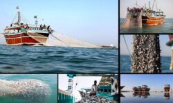 اعتراض صیادان دیری به صیدهای غیرمجاز؛ «ترال» را برای همیشه متوقف کنید