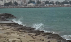 کاهش نسبی دما در استان بوشهر