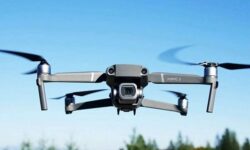 کشف دوباره ریزپرندهها در استان بوشهر