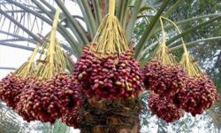 آغاز برداشت «خارک» و «رطب» از نخلستان‌های استان بوشهر