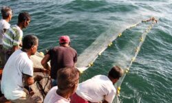 آغاز صید میگو در سواحل خلیج‌فارس استان بوشهر از ۷ مرداد ماه