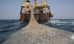 کاهش ۲۵ درصدی سالانه ذخایر میگو در خلیج فارس