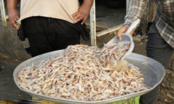 میگو؛ غذای سنتی بوشهر که کالای لوکس شد!