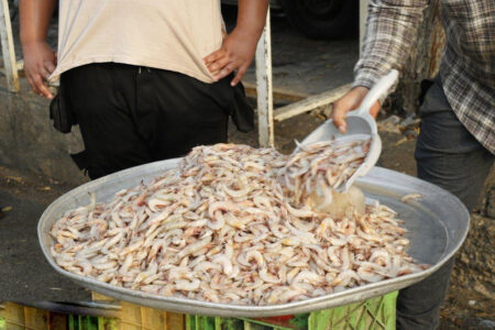 میگو؛ غذای سنتی بوشهر که کالای لوکس شد!