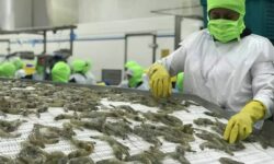 صادرات ۲۱ هزار تن آبزیان بوشهر به ۱۸ کشور اروپایی و آسیایی