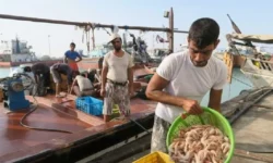 آغاز صید میگو