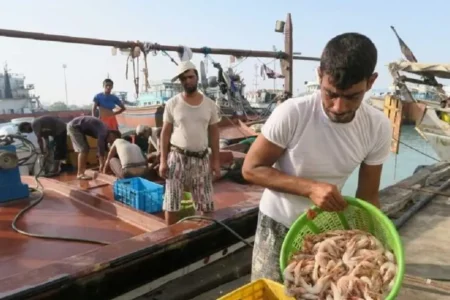 آغاز صید میگو