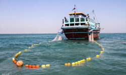 زمان پایان فصل صید میگو در استان بوشهر مشخص شد