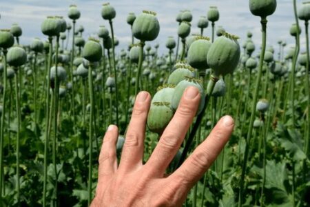 هشدار در باره آزادشدن کشت خشخاش: اسمش مصرف دارویی است، اما رسمش شیوع گسترده اعتیاد است