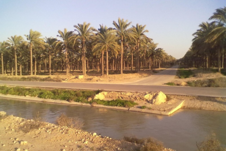 آغاز آبیاری نخیلات دشتستان از سد رئیسعلی دلواری