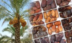 استاندار بوشهر: نمایشگاه بینالمللی خرما زمینهساز توسعه صادرات است