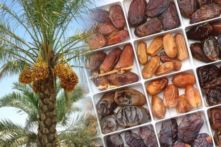 استاندار بوشهر: نمایشگاه بین‌المللی خرما زمینه‌ساز توسعه صادرات است