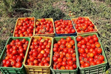 گوجه فرنگی خارج فصل بوشهر به بازار آمد/ انتظار کاهشی شدن قیمت
