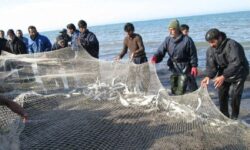 توقیف ۱۷ شناور متخلف صید غیرمجاز آبزیان در آب‌های ساحلی تنگستان