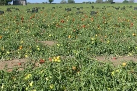 آغاز ارزیابی خسارت گسترده تگرگ به گوجهکاران جنوب استان بوشهر