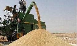افزایش ۸۸ درصدی خرید تضمینی گندم در استان بوشهر