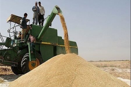 افزایش ۸۸ درصدی خرید تضمینی گندم در استان بوشهر